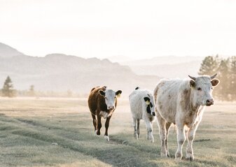 Krowy idące w prawą stronę o świcie. W tle wzgórza portugalskie.