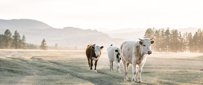 Krowy idące w prawą stronę o świcie. W tle wzgórza portugalskie.