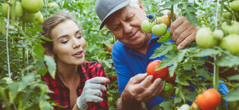 Na zdjęciu rolnik pokazuje kobiecie stojącej obok pomidora wosnącego na krzaku. Zdjęcie sugeruje, że rolnik przekazuje tej osobie wiedzę na temat warzyw i upraw.