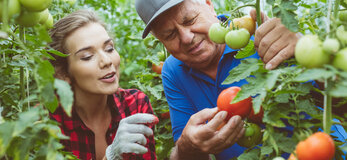 Zdjęcie przedstawia starszego Pana rolnika, prezentującego owoce pomidora na krzaku, młodej adeptce ogrodnictwa, w otoczeniu tunelu, pośród podwiązanych krzaków.
