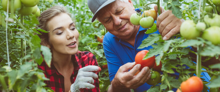 Zdjęcie przedstawia starszego Pana rolnika, prezentującego owoce pomidora na krzaku, młodej adeptce ogrodnictwa, w otoczeniu tunelu, pośród podwiązanych krzaków.