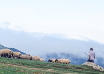 Na zdjęciu znajduje się pasterz prowadzący owce w górę zbocza.