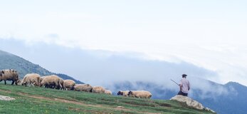 Na zdjęciu znajduje się pasterz prowadzący owce w górę zbocza.