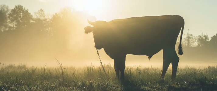 Zdjęcie przedstawia krowę oświetloną wschodzącym słońcem, pasącą się na łące.