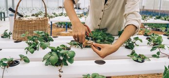 Zdjęcie przedstawia ręce kobiety pracującej w szklarni, pochylonej nad sadzonkami roślin