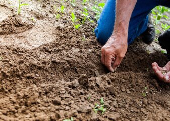 Zdjęcie pokazuje ręce rolnika, który sadzi rośliny na polu.