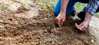 Zdjęcie pokazuje ręce rolnika, który sadzi rośliny na polu.