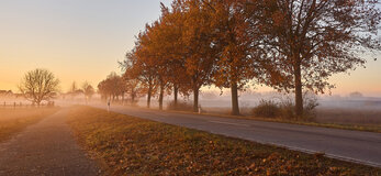 Zdjęcie przedstawia drogę o wschodzie słońca, prowadzącą na wieś, pośród szpaleru drzew.