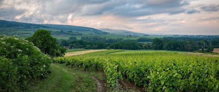 Zdjęcie przedstawia widok pól we Francji. Na pierwszym planie znajduje się droga prowadząca wgłąb kadru. Po prawej stronie widzimy krzaki winogron.