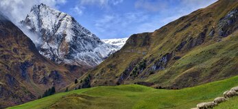 Na zdjęciu znajduje się krajobraz szwajcarii. Na pierwszym planie owce wchodzące pod górę, w tle, za sobą mające widok na góry.