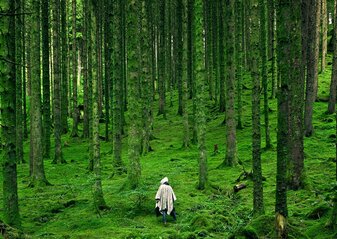 Zdjęcie przedstawia figurę ludzką w kadrze centralnym umiejscowioną, podążającą przez las, gdzie drzewa wysokie rzucają cień na żywot ludzki, dominując nad nim i wskazując jego miałkość w obliczu przytłaczającej potęgi.