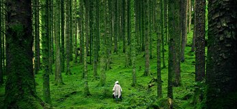 Zdjęcie przedstawia figurę ludzką w kadrze centralnym umiejscowioną, podążającą przez las, gdzie drzewa wysokie rzucają cień na żywot ludzki, dominując nad nim i wskazując jego miałkość w obliczu przytłaczającej potęgi.