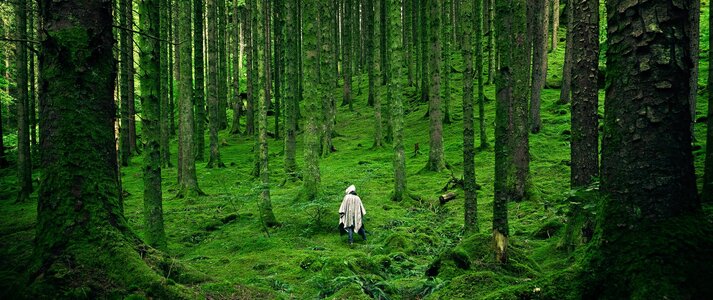 Obraz przedstawia osobę idącą przez las. Na pierwszym planie znajdują się korzenie drzewa.