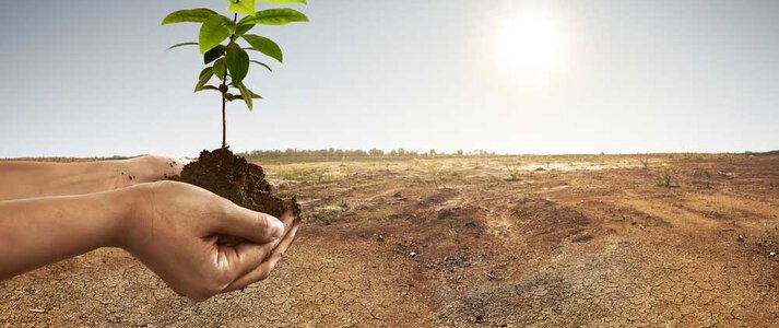 Dłonie trzymające roślinę na glebie na suchym lądzie