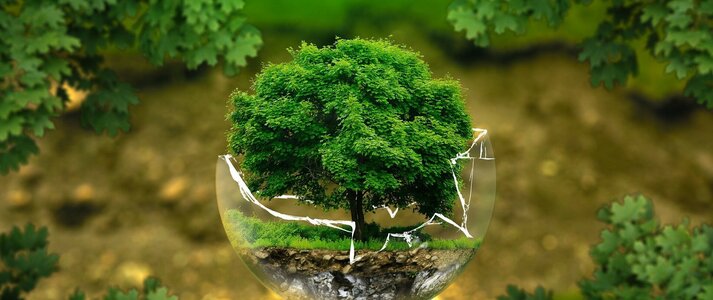 Na zdjęciu znajduje się, położone w centralnym punkcie zdjęcie drzewa w szklanej kuli, rozbijające ją swym wzrostem.