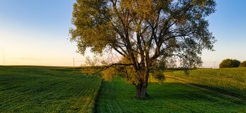Zdjęcie przedstawia drzewo rosnące na środku pola, na obszarze użytku rolnego.