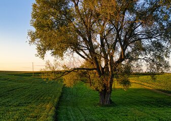Zdjęcie przedstawia drzewo rosnące na środku pola, na obszarze użytku rolnego.