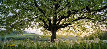 Drzewo rozciągające swe gałęzie nad kwietną łąką, o zachodzie słońca.