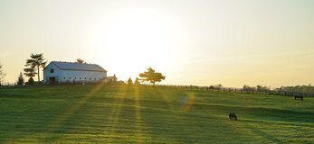 Zdjęcie przedstawia gospodarstwo rolne o wschodzie słońca, z widokiem na budynek gospodarczy i pasące się na planie pierwszym zwierzęta.