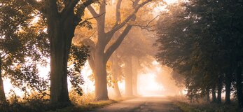 Zdjęcie przedstawia drogę tonącą w alej drzew o wschodzie słońca i jego promieniami przechodzącymi przez gęste korony topoli.